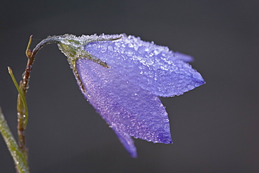 Mountain harebell (Campanula lasiocarpa) with frost, Glacier National Park, Montana, United States of America, North America