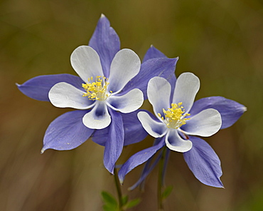 Blue columbine (Aquilegia coerulea), Weston Pass, Pike and San Isabel National Forest, Colorado, United States of America, North America