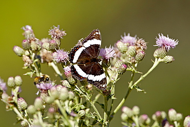 White Admiral (Basilarchia arthemis) butterfly, Waterton Lakes National Park, Alberta, Canada, North America