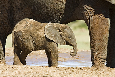 Baby African elephant (Loxodonta africana) standing by its mother, Addo Elephant National Park, South Africa, Africa