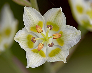 Mountain death camas (Elegant Deathcamas) (Alkali Grass) (Zigadenus elegans), Glacier National Park, Montana, United States of America, North America