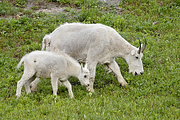 Mountain goat (Oreamnos americanus) nanny and kid, Glacier National Park, Montana, United States of America, North America