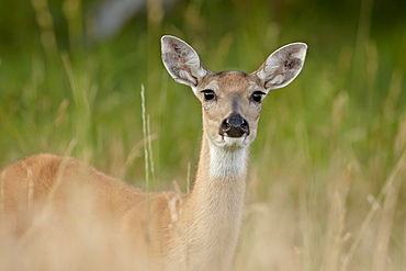 Whitetail deer (Odocoileus virginianus) doe, Stillwater County, Montana, United States of America, North America