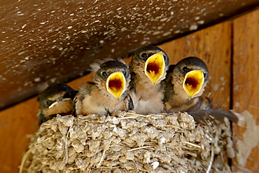 Four barn swallow (Hirundo rustica) chicks chirping, Custer State Park, South Dakota, United States of America, North America