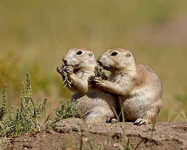 Two blacktail prairie dog (Cynomys ludovicianus) eating, Wind Cave National Park, South Dakota, United States of America, North America