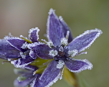 Star Gentian (Felwort) (Swertia perennis) with frost, Colorado State Forest State Park, Colorado, United States of America, North America