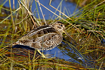 Common snipe (Gallinago gallinago), Arapaho National Wildlife Refuge, Colorado, United States of America, North America