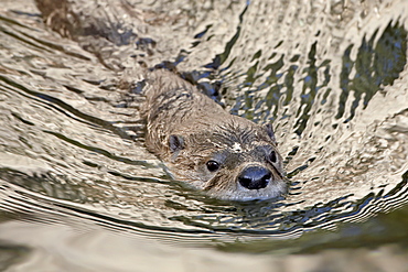 Captive river otter (Lutra canadensis) swimming, Arizona Sonora Desert Museum, Tucson, Arizona, United States of America, North America