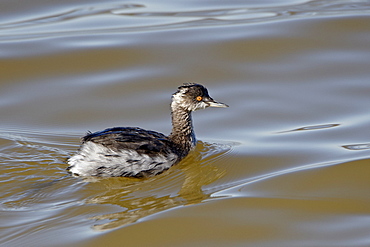 Eared Grebe (Podiceps nigricollis) floating, Sonny Bono Salton Sea National Wildlife Refuge, California, United States of America, North America