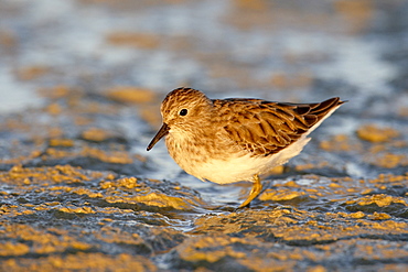 Least sandpiper (Calidris minutilla) wading while feeding, Sonny Bono Salton Sea National Wildlife Refuge, California, United States of America, North America