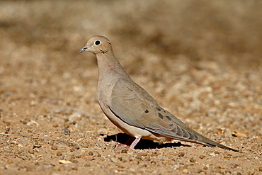 Mourning Dove (Zenaida macroura), Sonny Bono Salton Sea National Wildlife Refuge, California, United States of America, North America