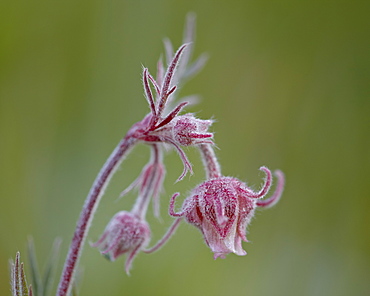 Prairie Smoke (purple avens) (Old Man's Whiskers) (Long-Plumed Avens) (Geum triflorum), Cottonwood Pass, Collegiate Peaks Wilderness, Gunnison National Forest, Colorado, United States of America, North America