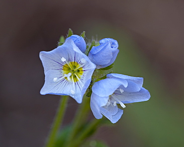 Jacob's Ladder (Polemonium pulcherrimum), Gunnison National Forest, Colorado, United States of America, North America