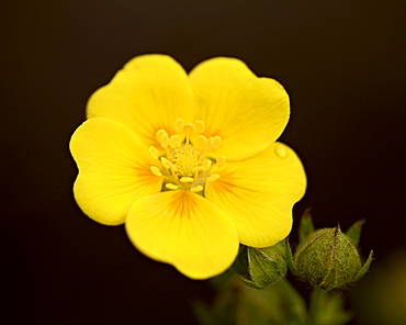 Redstem cinquefoil (Potentilla rubricaulis) bloom, Gunnison National Forest, Colorado, United States of America, North America