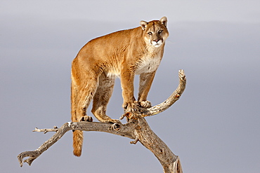 Mountain Lion (Cougar) (Felis concolor) in a tree in the snow, in captivity, near Bozeman, Montana, United States of America, North America