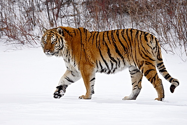 Captive Siberian Tiger (Panthera tigris altaica) in the snow, near Bozeman, Montana, United States of America, North America