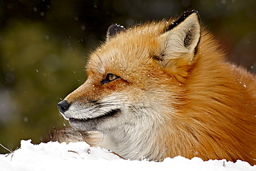 Captive red fox (Vulpes vulpes) in the snow, near Bozeman, Montana, United States of America, North America