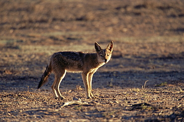 Black-backed jackal (Canis mesomelas), Kgalagadi Transfrontier Park, South Africa, Africa