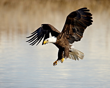 Bald eagle (Haliaeetus leucocephalus) in flight on final approach, Farmington Bay, Utah, United States of America, North America