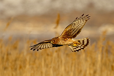 Female northern harrier (Circus cyaneus) in flight while hunting, Farmington Bay, Utah, United States of America, North America