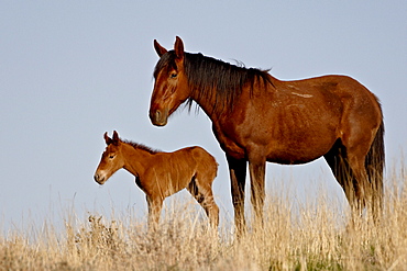 Wild horse (Equus Caballus) mare and foal, Green River, Wyoming, United States of America, North America