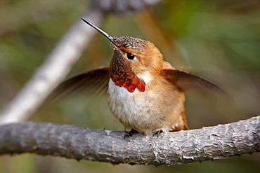 Rufous hummingbird (Selasphorus rufus), near Nanaimo, British Columbia, Canada, North America