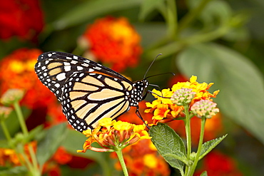 Monarch butterfly (Danaus plexippus) in captivity, Butterfly World and Gardens, Coombs, British Columbia, Canada, North America