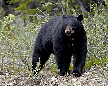 Black bear (Ursus americanus), Banff National Park, Alberta, Canada, North America