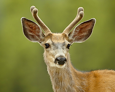 Mule deer (Odocoileus hemionus) buck in velvet, Jasper National Park, Alberta, Canada, North America