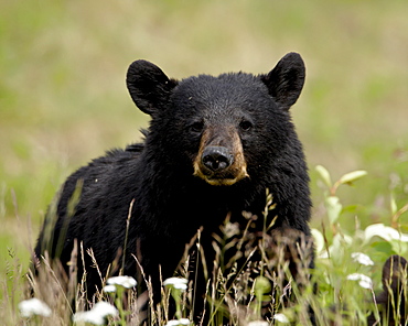 Black bear (Ursus americanus), Alaska Highway, British Columbia, Canada, North America