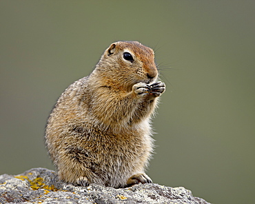 Arctic ground squirrel (Parka squirrel) (Citellus parryi), Hatcher Pass Alaska, United States of America, North America