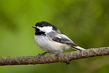 Black-capped chickadee (Poecile atricapillus), Wasilla, Alaska, United States of America, North America