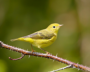 Yellow warbler (Dendroica petechia), near Palmer, Alaska, United States of America, North America