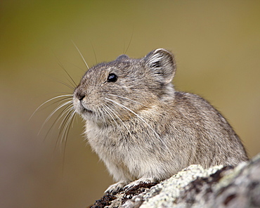 Collared pika (Ochotona collaris), Hatcher Pass, Alaska, United States of America, North America