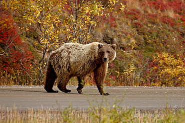 Grizzly bear (Ursus arctos horribilis) (Coastal brown bear) on a road with fall color, Denali National Park and Preserve, Alaska, United States of America, North America