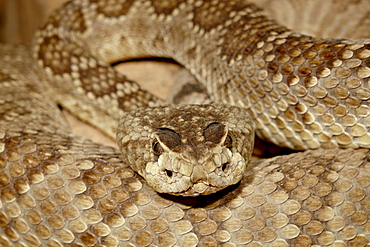 Mojave rattlesnake (Mohave Rattlesnake) (Mojave Diamond Rattlesnake) (Desert Diamond Back) (Crotalus scutulatus) in captivity, Arizona Sonora Desert Museum, Tucson, Arizona, United States of America, North America