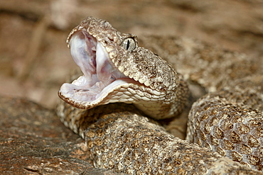 Speckled rattlesnake (Crotalus mitchellii) in captivity, Arizona Sonora Desert Museum, Tucson, Arizona, United States of America, North America