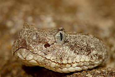 Speckled rattlesnake (Crotalus mitchellii) in captivity, Arizona Sonora Desert Museum, Tucson, Arizona, United States of America, North America