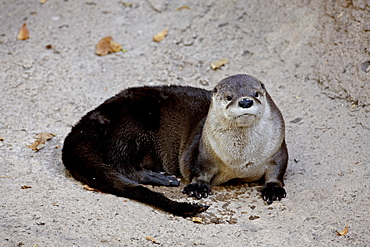 River otter (Lutra canadensis) in captivity, Arizona Sonora Desert Museum, Tucson, Arizona, United States of America. North America