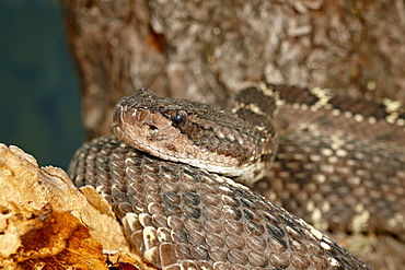 Arizona black rattlesnake (Crotalus cerberus) in captivity, Arizona Sonora Desert Museum, Tucson, Arizona, United States of America, North America