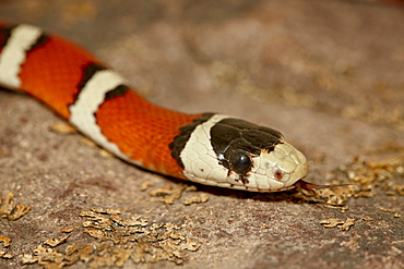 Arizona mountain kingsnake (Lampropeltis pyromelana) in captivity, Arizona Sonora Desert Museum, Tucson, Arizona, United States of America, North America