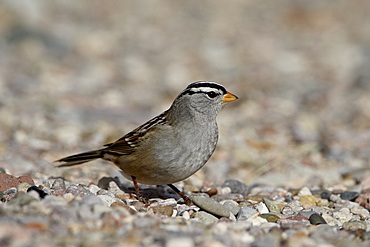 White-crowned sparrow (Zonotrichia leucophrys), Caballo Lake State Park, New Mexico, United States of America, North America