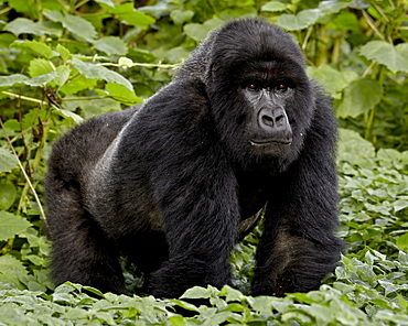 Mountain gorilla (Gorilla gorilla beringei) silverback of the Umubano group named Charles, Volcanoes National Park, Rwanda, Africa