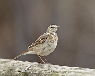 American pipit (Anthus rubescens rubescens), San Jacinto Wildlife Area, California, United States of America, North America