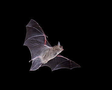 Cave Myotis (Myotis velifer) in flight in captivity, Hidalgo County, New Mexico, United States of America, North America