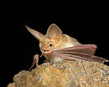 Pallid bat (Antrozous pallidus) in captivity, Hidalgo County, New Mexico, United States of America, North America