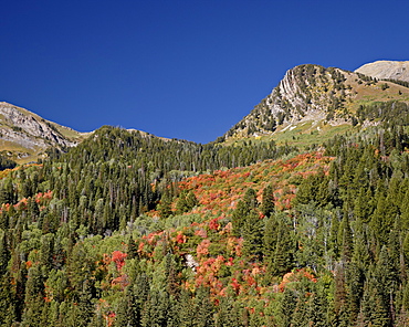 Orange maples among evergreens, Uinta National Forest, Utah, United States of America, North America