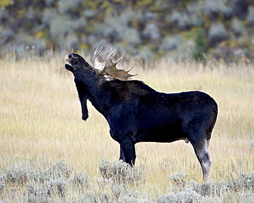 Bull moose (Alces alces) calling, Wasatch Mountain State Park, Utah, United States of America, North America