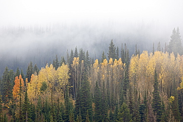 Yellow aspens and evergreens with low clouds, Wasatch-Cache National Forest, Utah, United States of America, North America