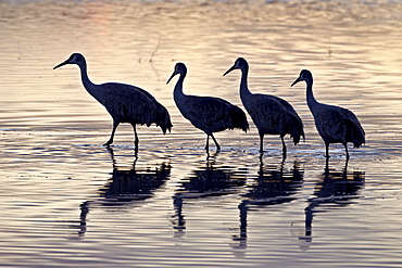 Line of four Sandhill crane (Grus canadensis) in a pond silhouetted at sunset, Bosque Del Apache National Wildlife Refuge, New Mexico, United States of America, North America